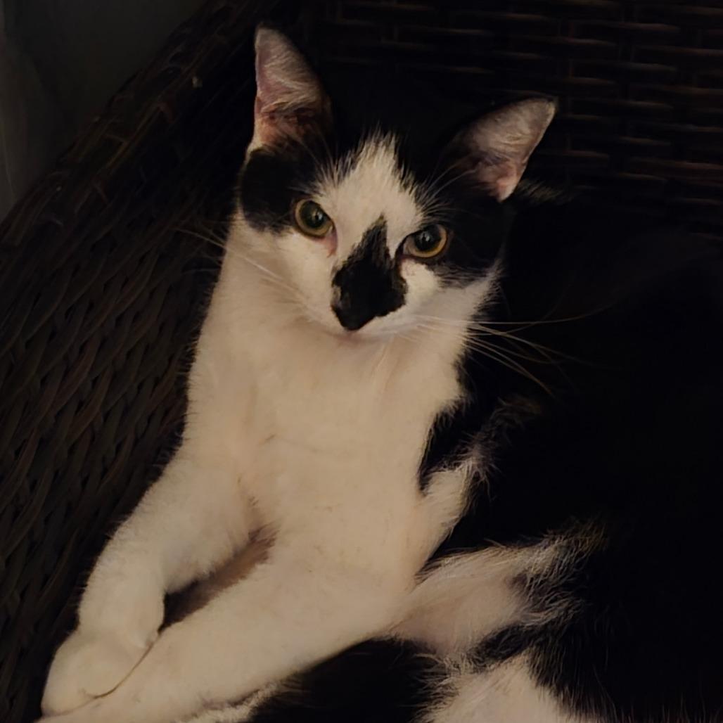 Enlarge Chloe, a Adoptable Domestic Short Hair in West Palm Beach, FL image 2/2