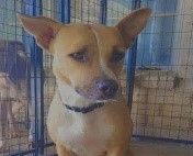 Enlarge Sherley, a Adoptable mixed breed in Denison, TX image 1/5