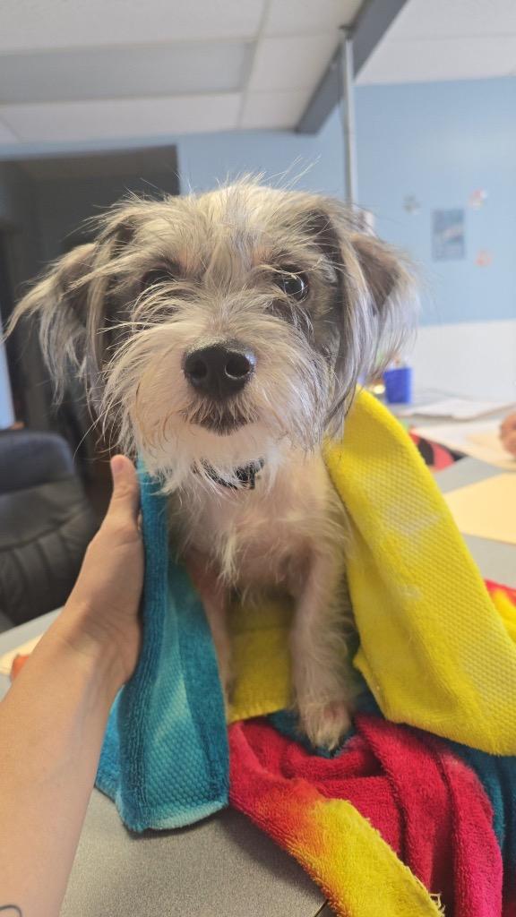 Eevee, Adoptable, Young Female Terrier.