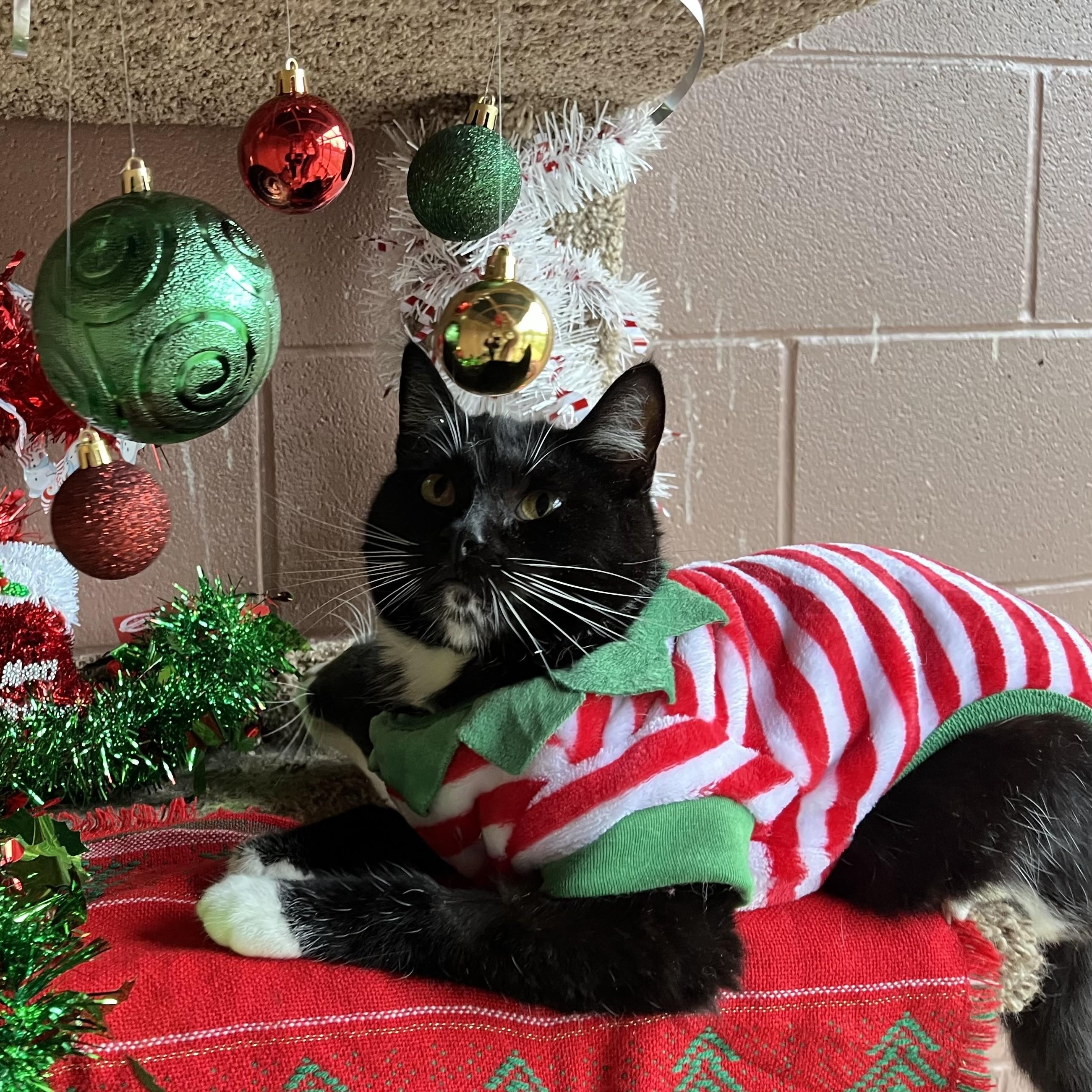 Rockella — thumbnail 4