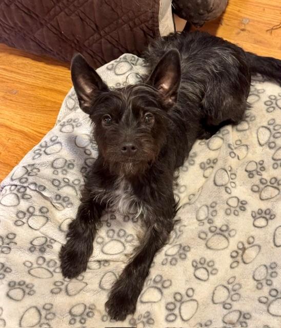Enlarge Tiki , an adoptable mixed breed in Columbia, MD image 4/4