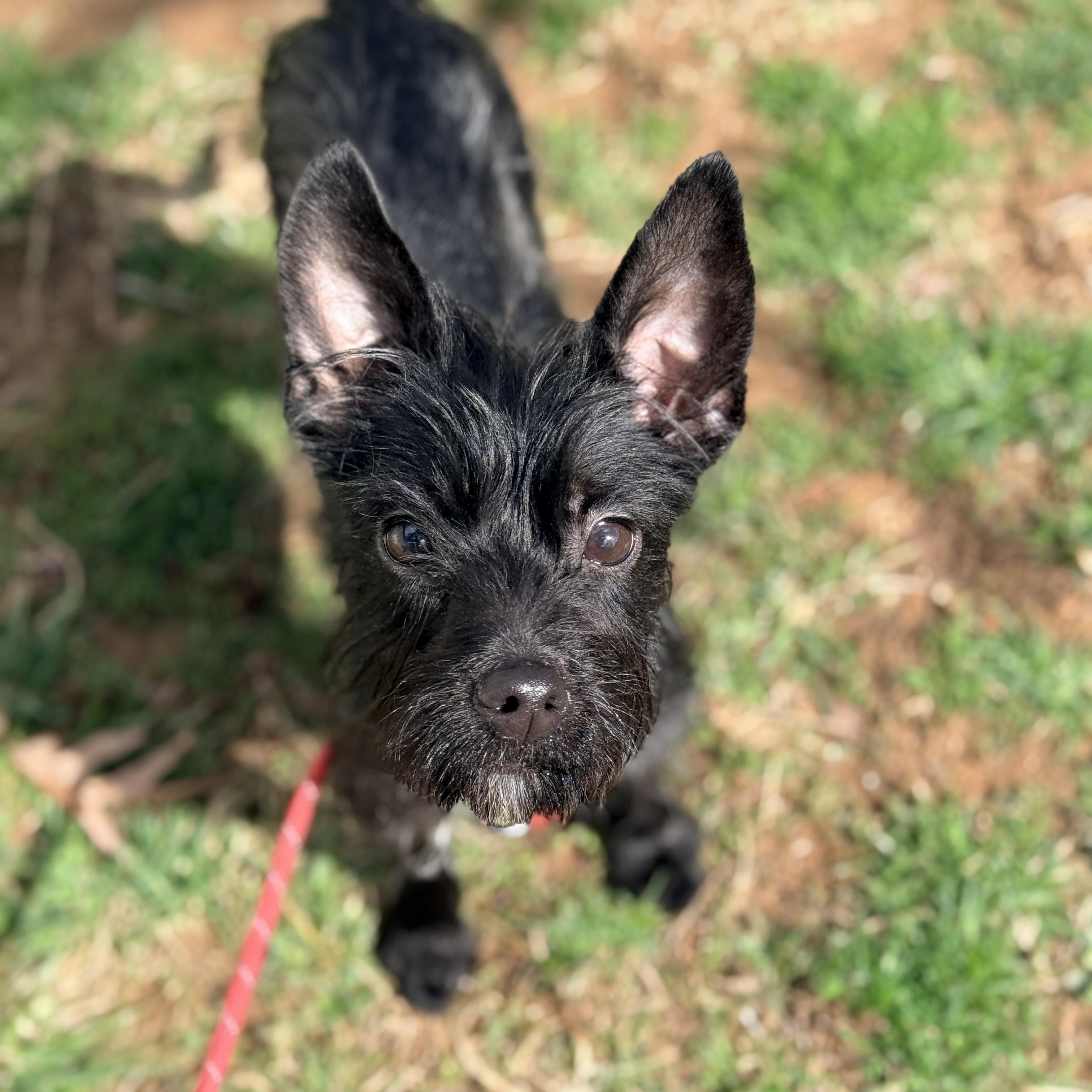 Tiki , adoptable, Young Female Terrier.