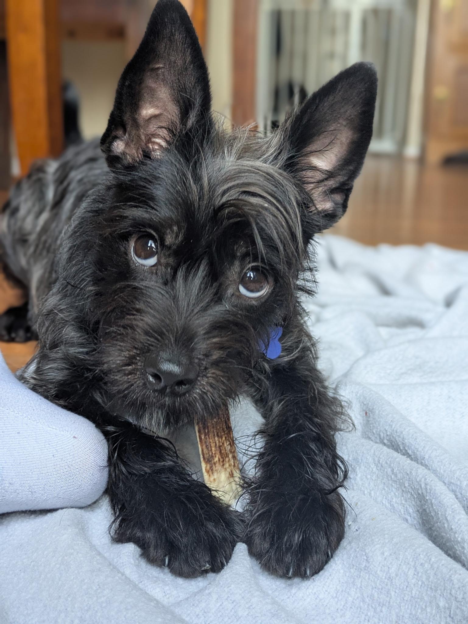 Enlarge Tiki , a Adopted mixed breed in Columbia, MD image 3/5