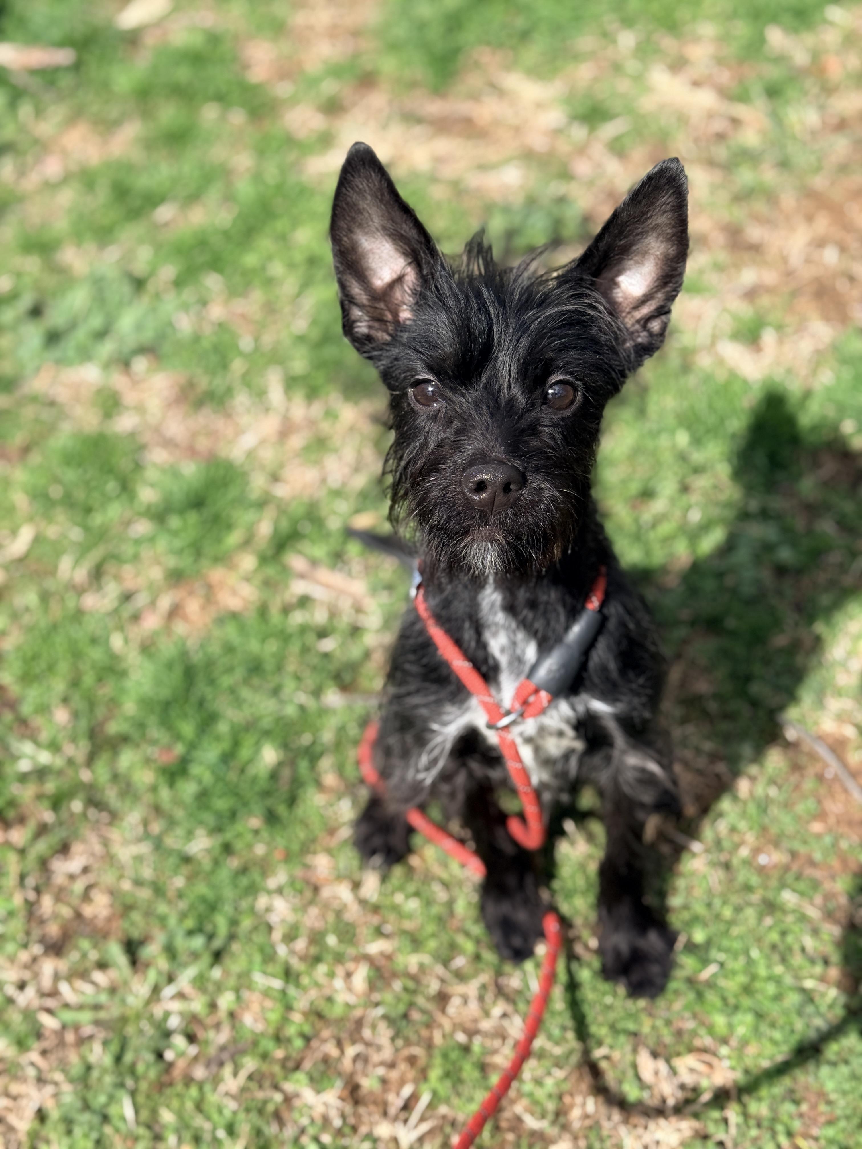 Enlarge Tiki , an adoptable mixed breed in Columbia, MD image 3/4
