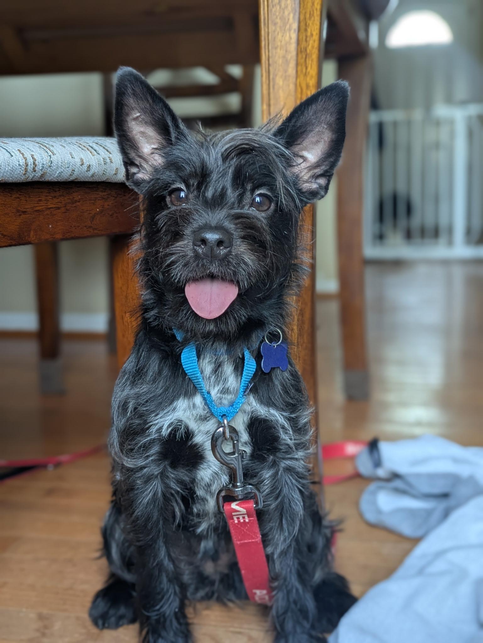 Enlarge Tiki , a Adopted mixed breed in Columbia, MD image 1/5