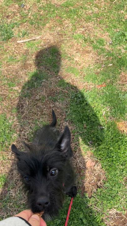 Enlarge Tiki , an adoptable mixed breed in Columbia, MD video 2/4