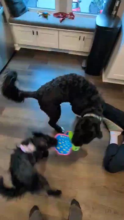 Enlarge Tiki , a Adopted mixed breed in Columbia, MD video 4/5