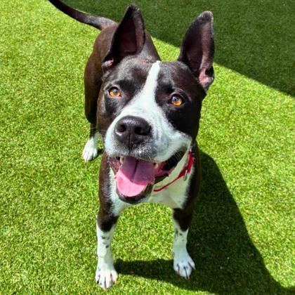 Nelson, Adoptable, Adult Male Mixed Breed & Mixed Breed.