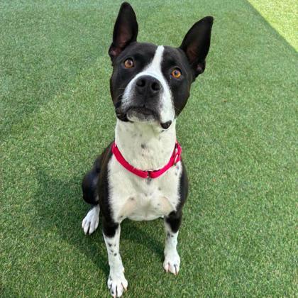 Nelson, a Adoptable mixed breed in Gastonia, NC image 2/3