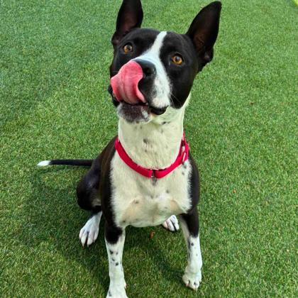 Nelson, a Adoptable mixed breed in Gastonia, NC image 3/3