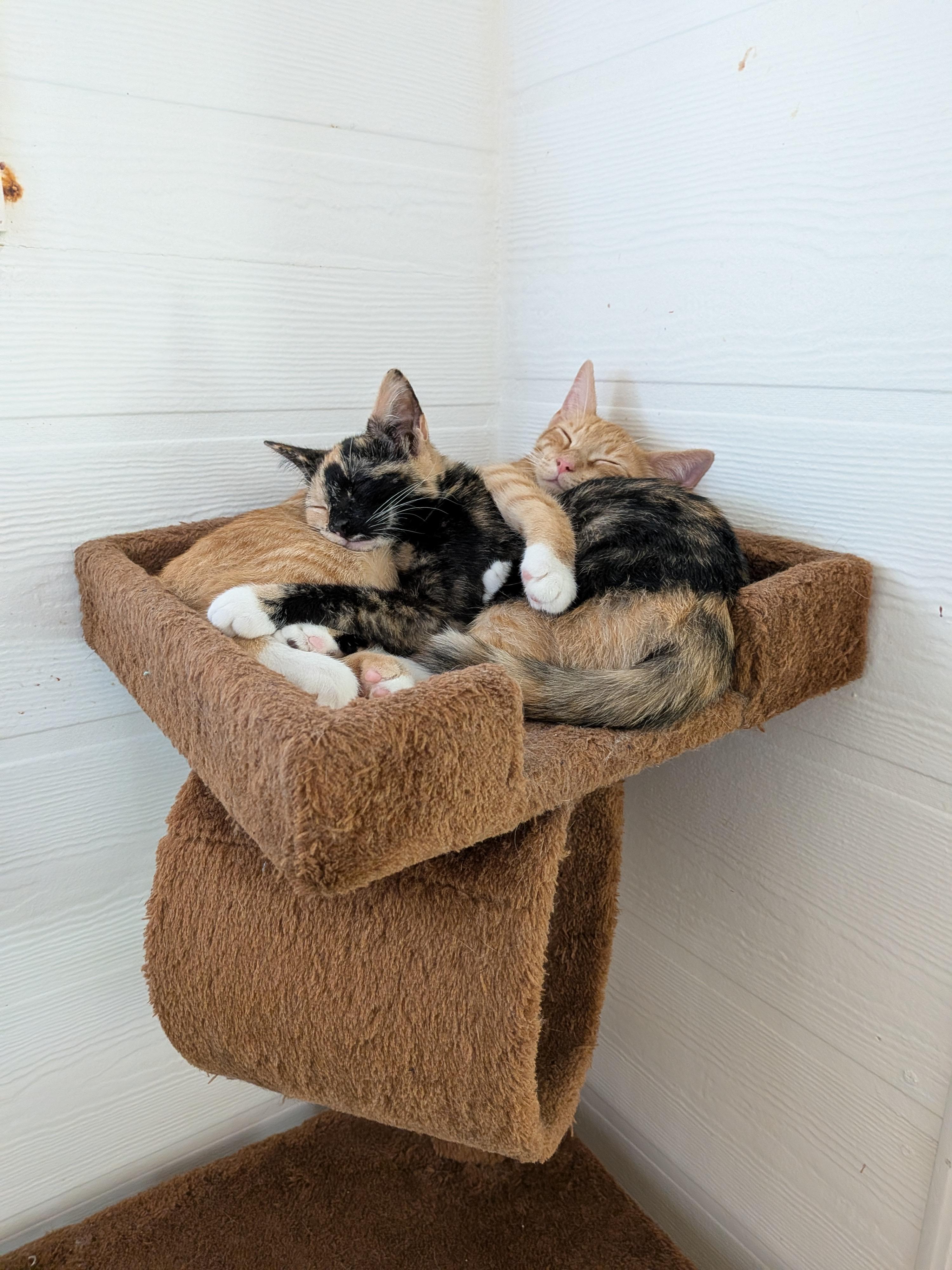 Kiwi and Tangerine, a ADOPTABLE Domestic Short Hair in Melbourne, FL image 1/2