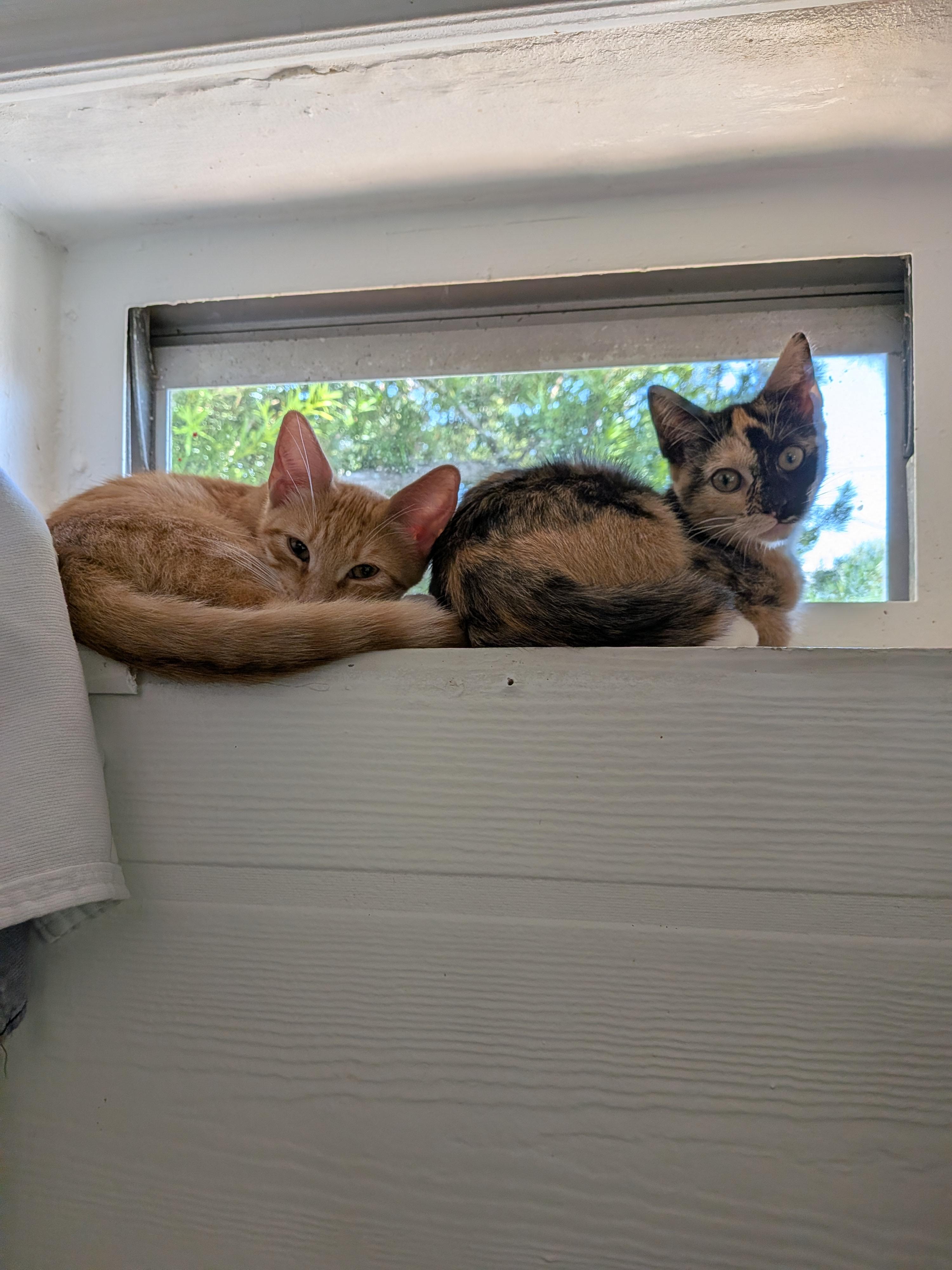 Kiwi and Tangerine, a ADOPTABLE Domestic Short Hair in Melbourne, FL image 2/2