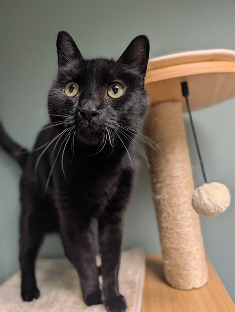 MO-MO, Adoptable, Adult Male Domestic Short Hair.