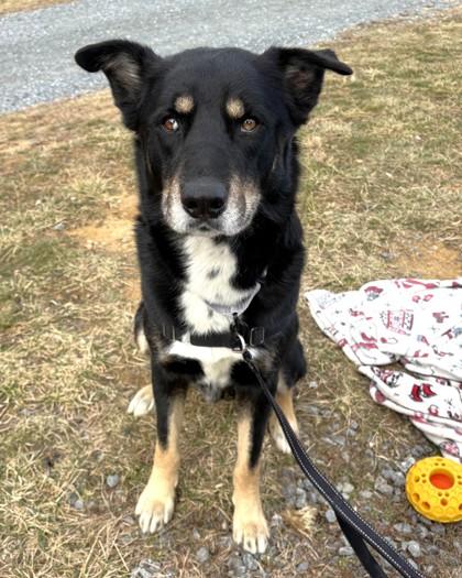 Enlarge Little Boy, a Adoptable mixed breed in Washington, DC image 2/3