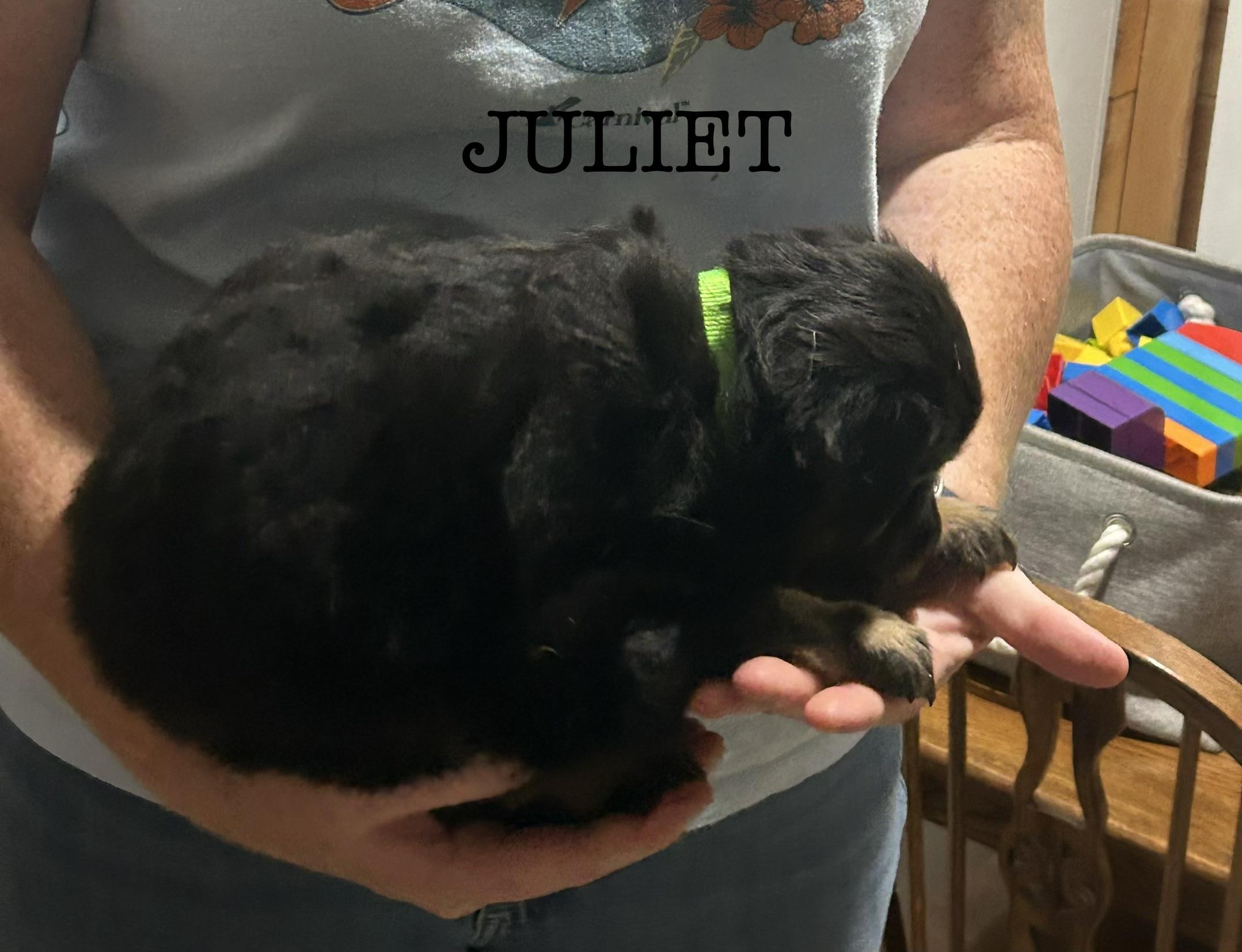 Juliet, Adoptable, Puppy Female Australian Shepherd.