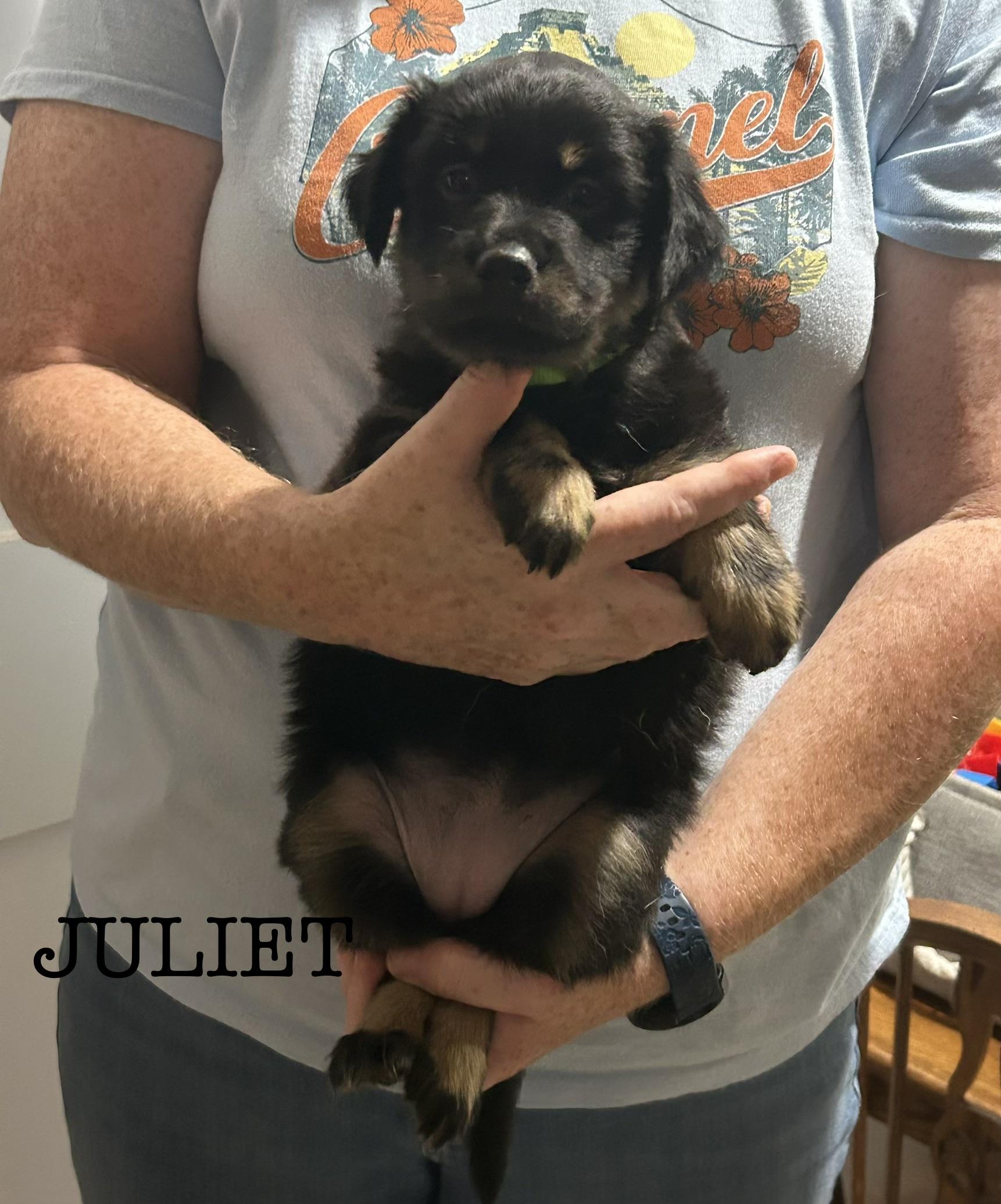 Enlarge Juliet, a Adoptable Australian Shepherd in Knoxville, TN image 2/4