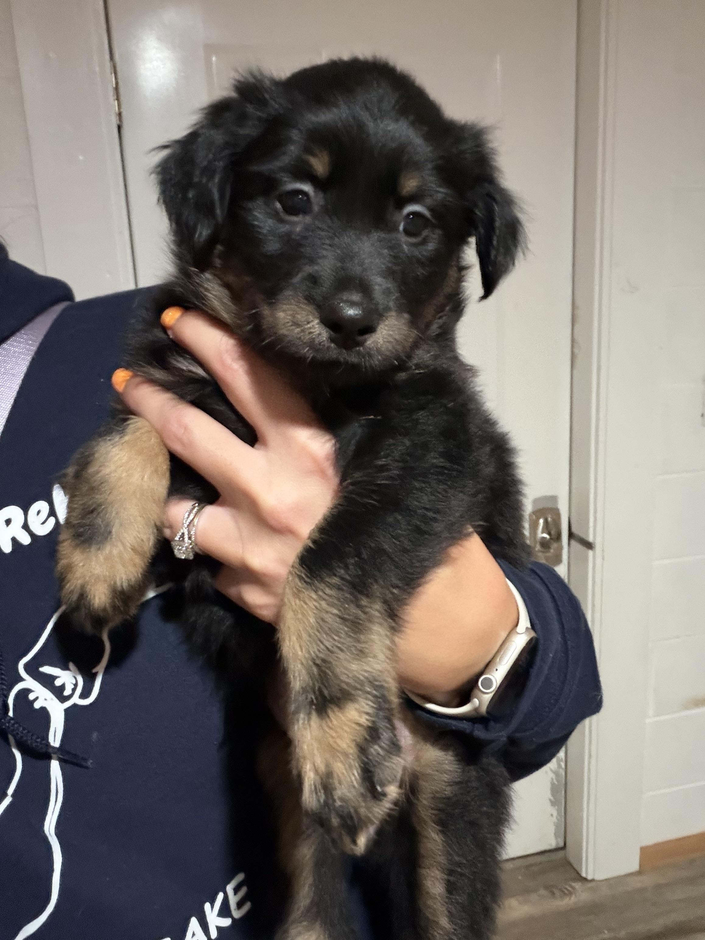 Enlarge Juliet, a Adoptable Australian Shepherd in Knoxville, TN image 3/4