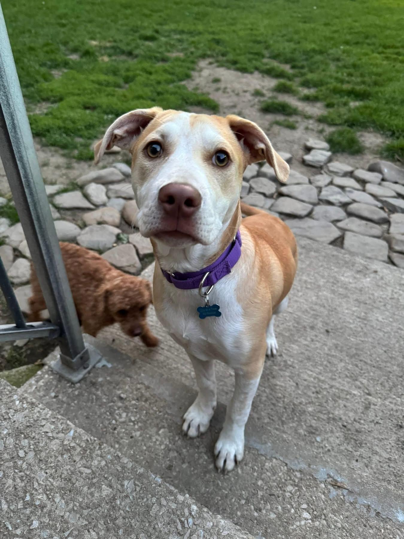 Birdie, Young Female Hound