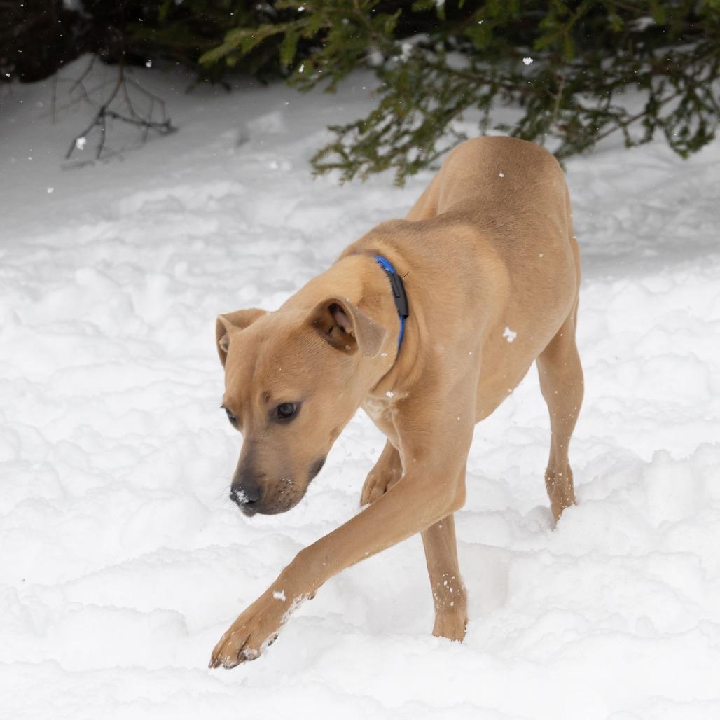 Pebbles, Adoptable, Young Female Mixed Breed.