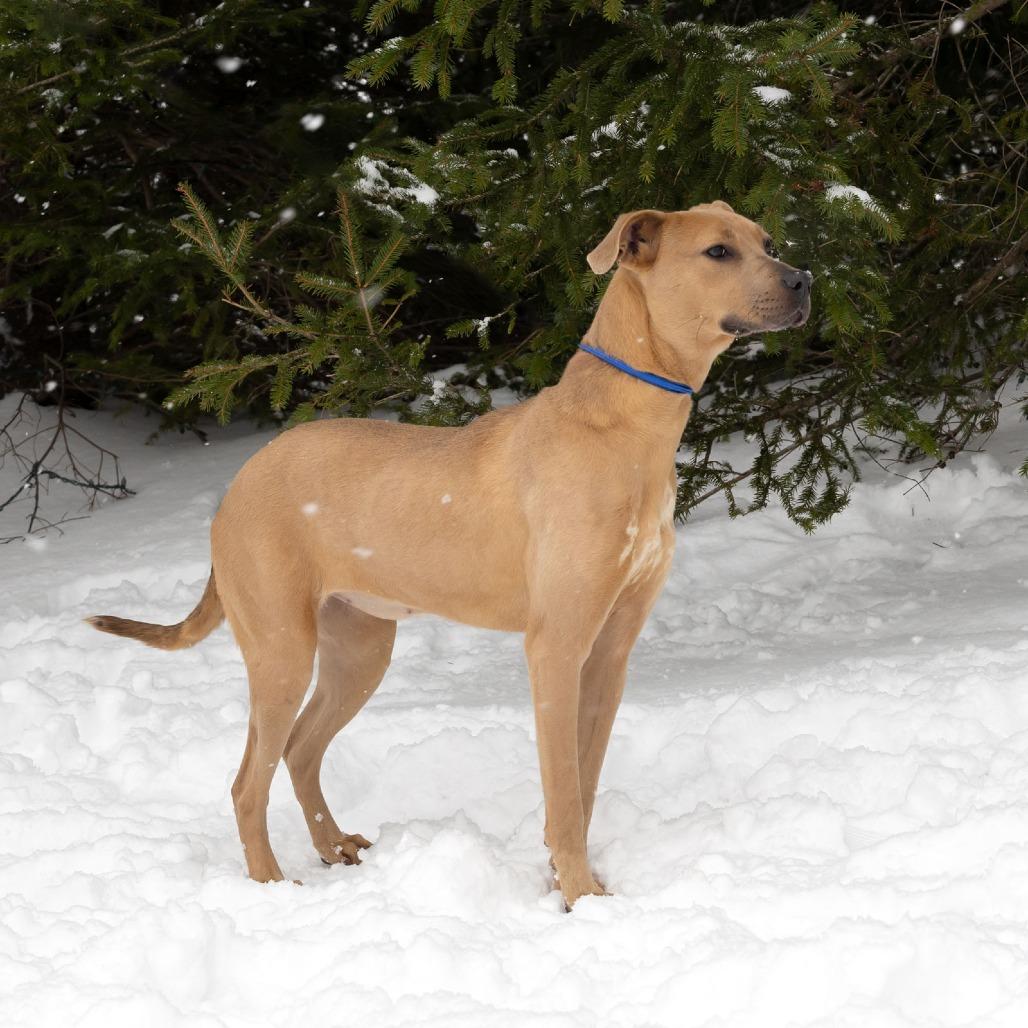 Pebbles, a Adoptable Mixed Breed image 2/6