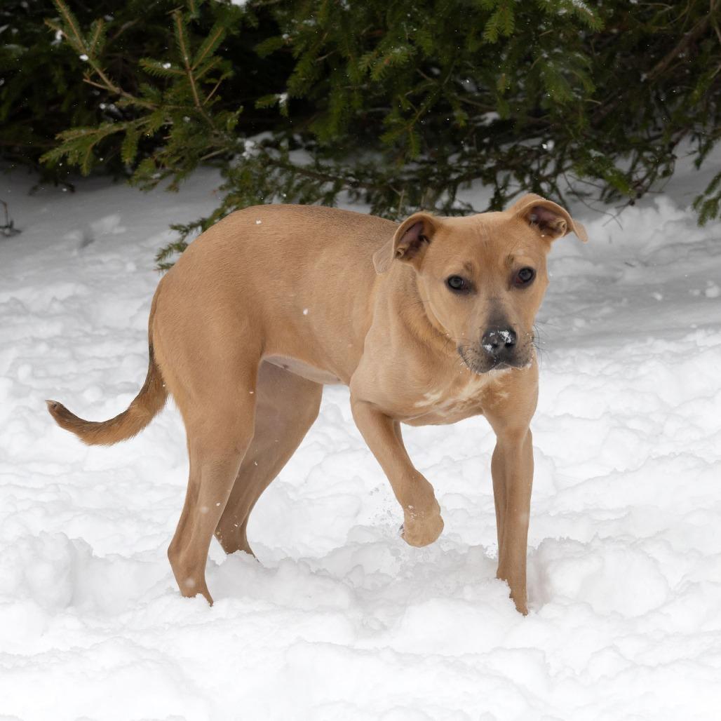 Pebbles, a Adoptable Mixed Breed image 3/6