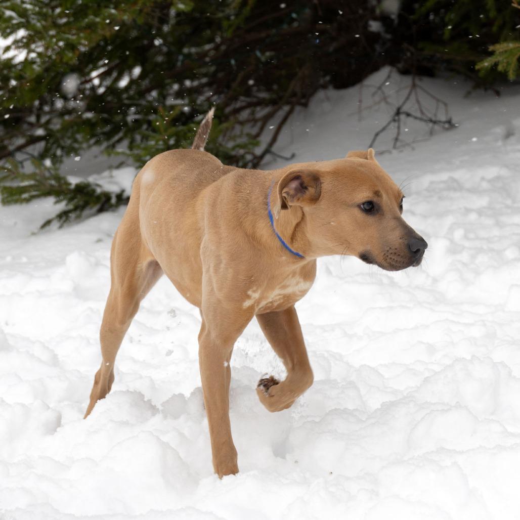 Pebbles, a Adoptable Mixed Breed image 4/6