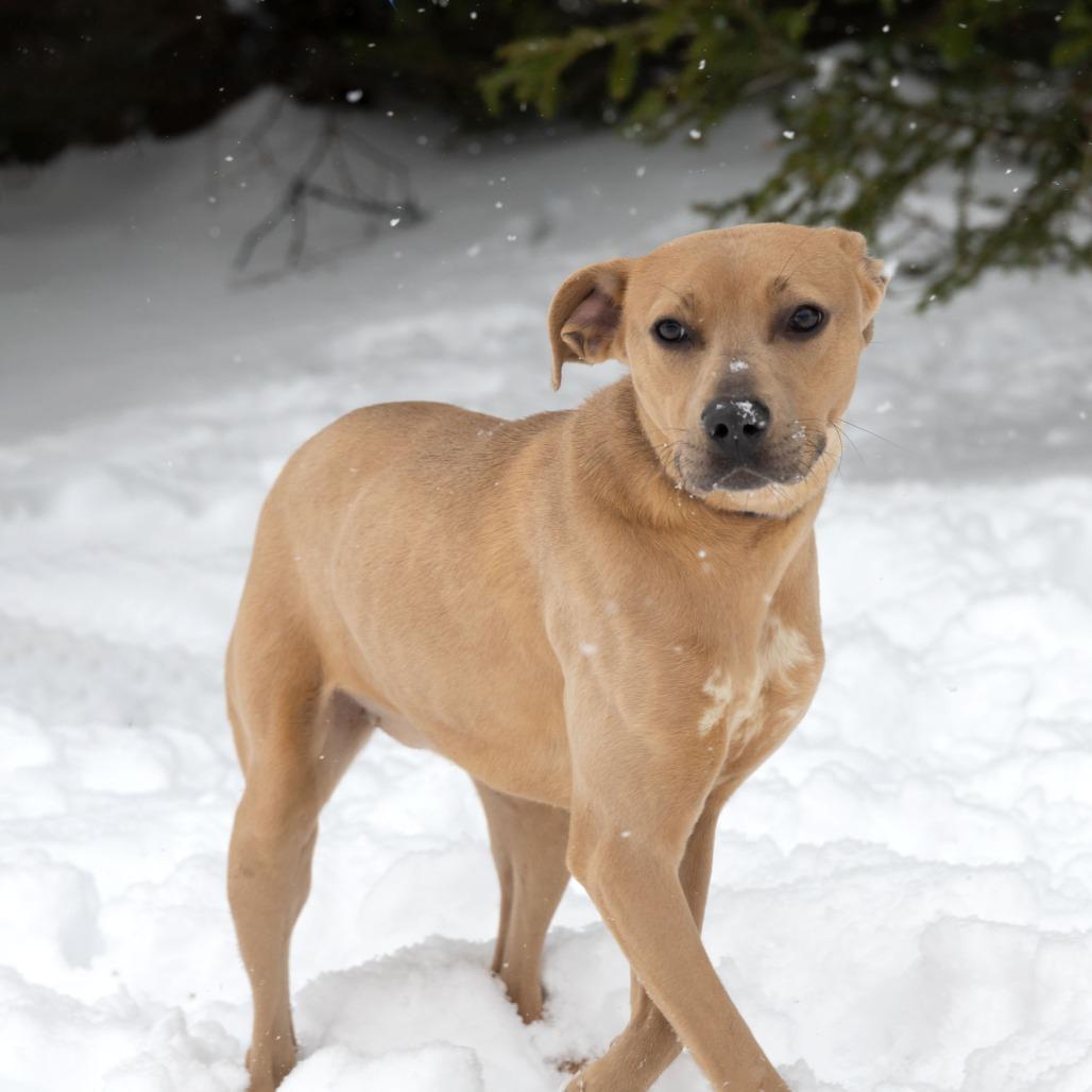 Pebbles, a Adoptable Mixed Breed image 5/6