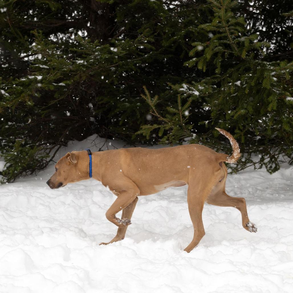 Pebbles, a Adoptable Mixed Breed image 6/6