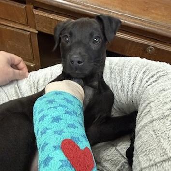 Castella — thumbnail 2