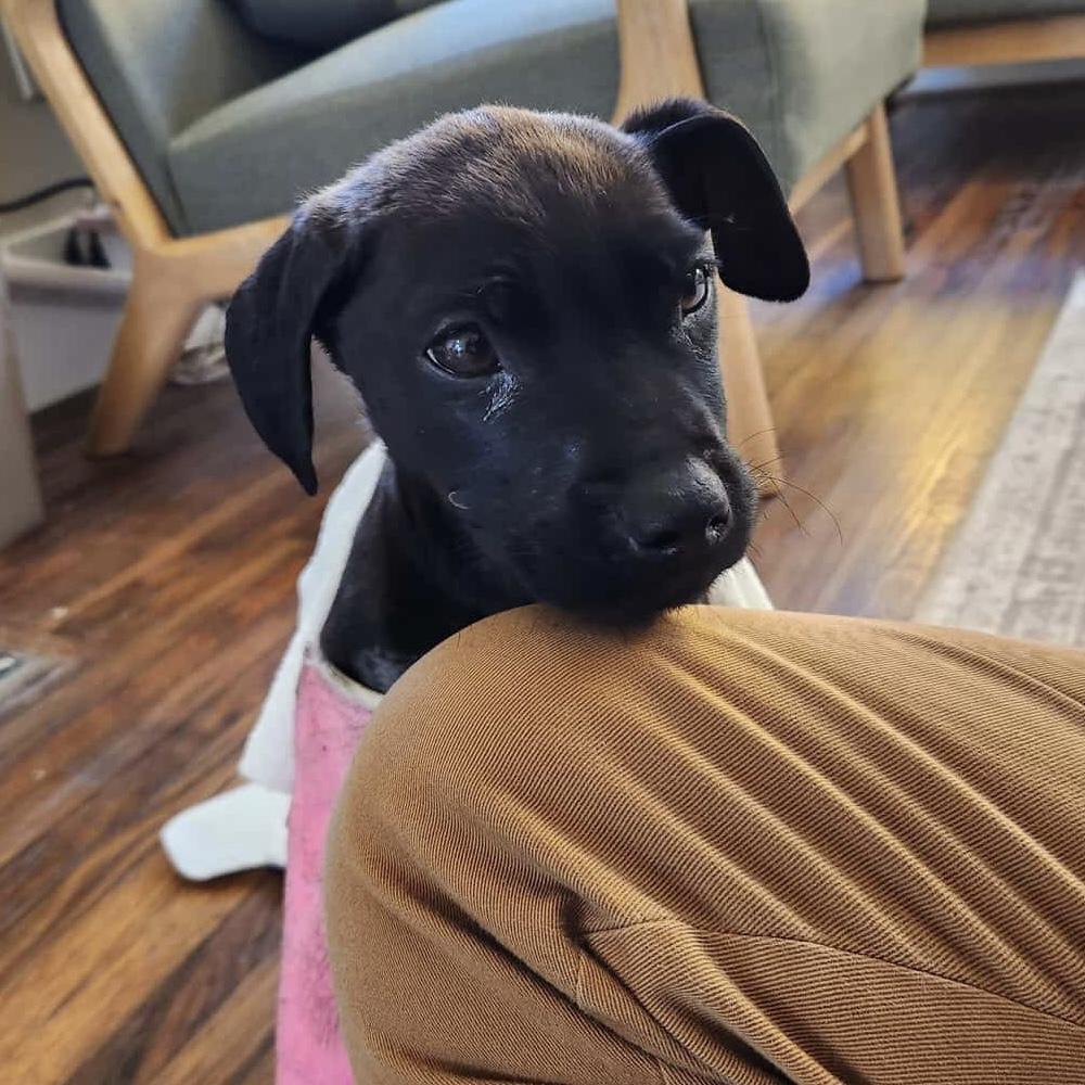 Castella — thumbnail 3