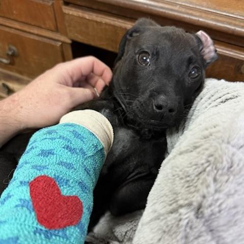 Castella — thumbnail 4