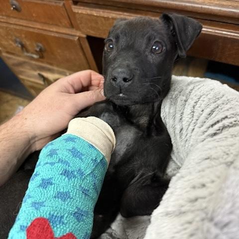 Castella — thumbnail 5