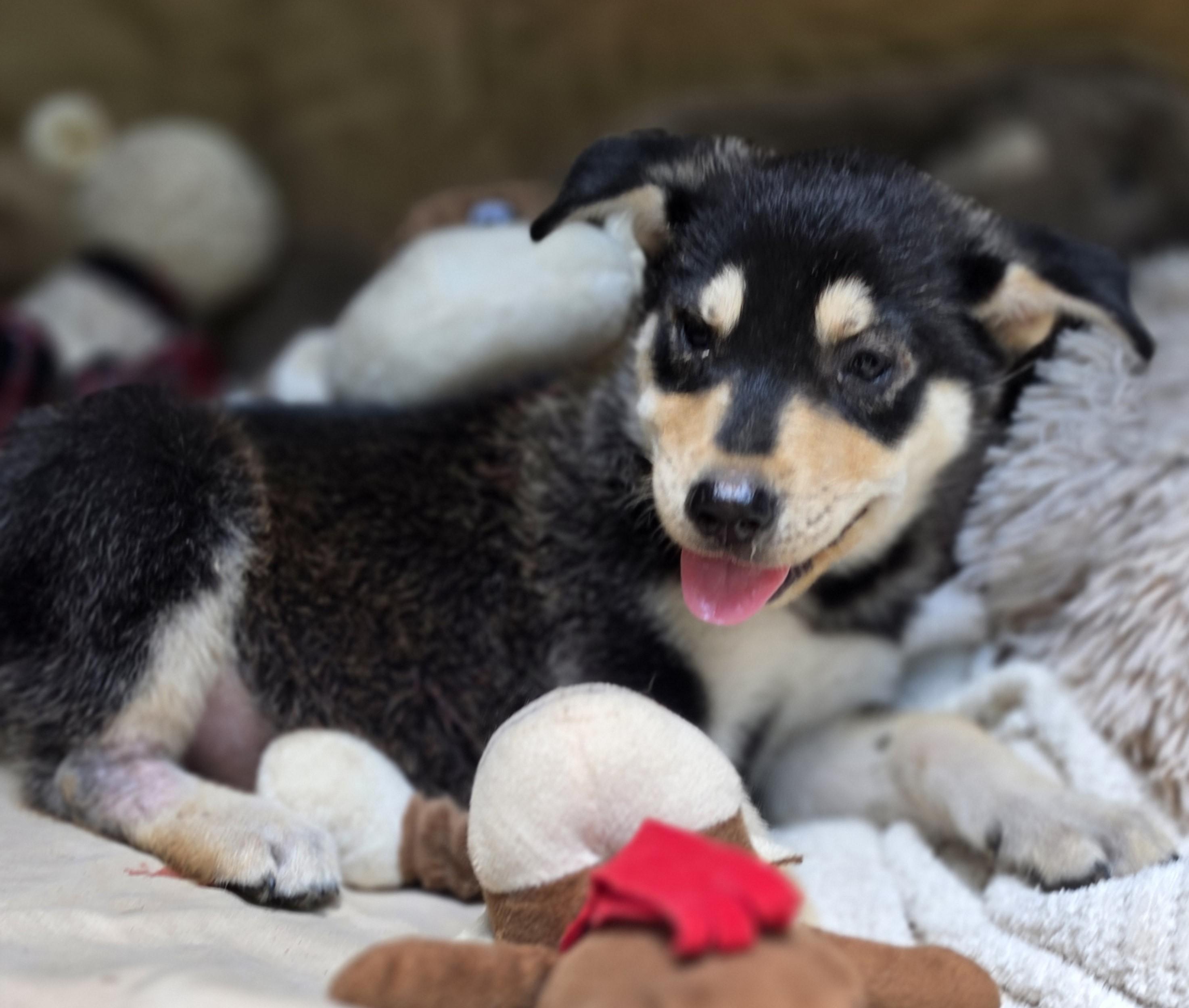Enlarge Everest, a Adoptable mixed breed in White Sulphur Springs, WV image 4/5