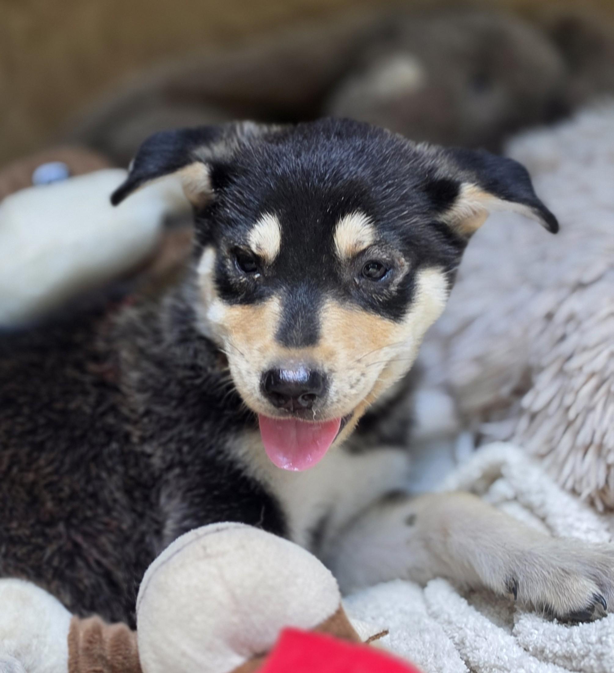 Enlarge Everest, a Adoptable mixed breed in White Sulphur Springs, WV image 3/5