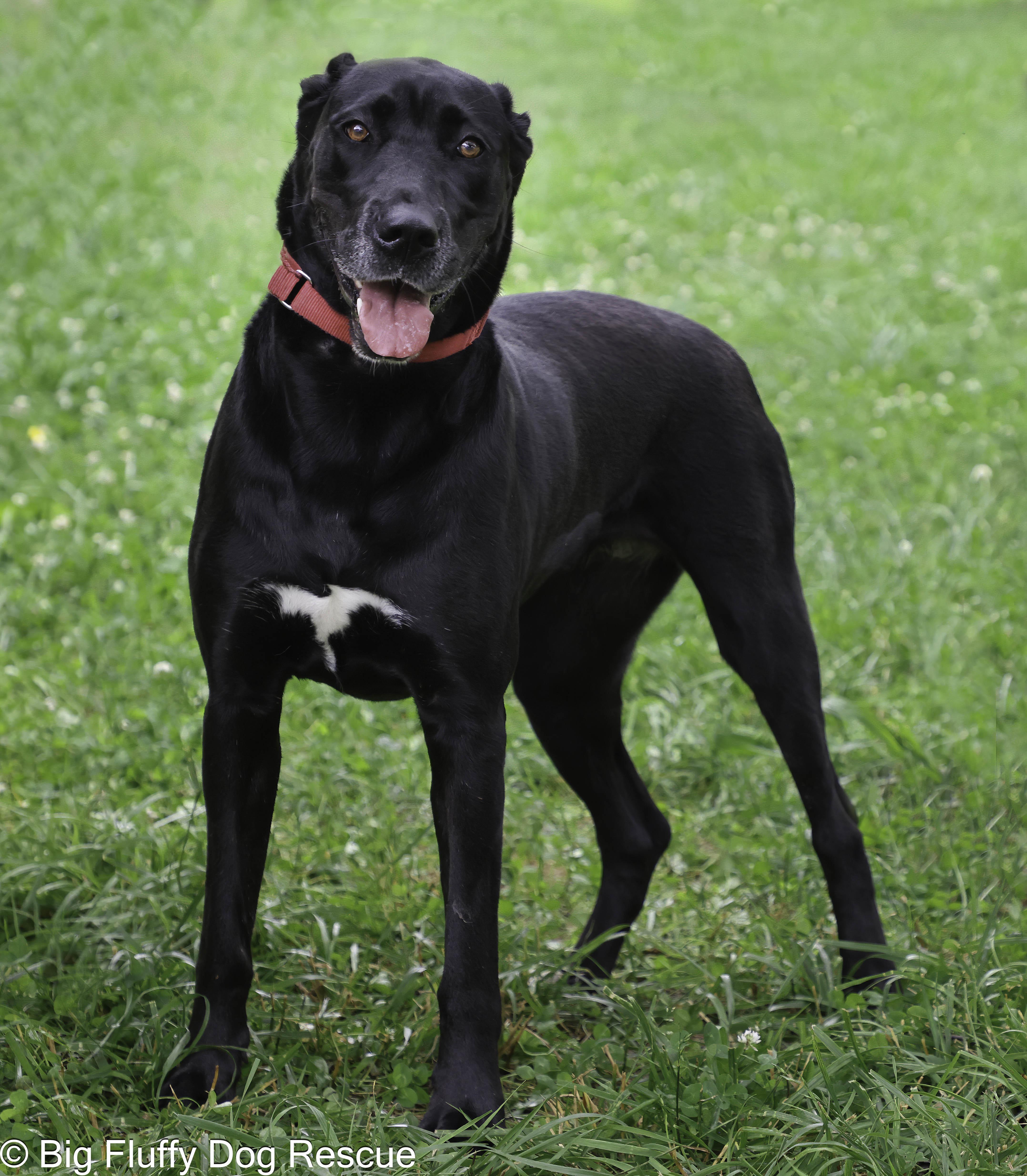 Penny, a Adoptable mixed breed in Evansville, IN image 1/5