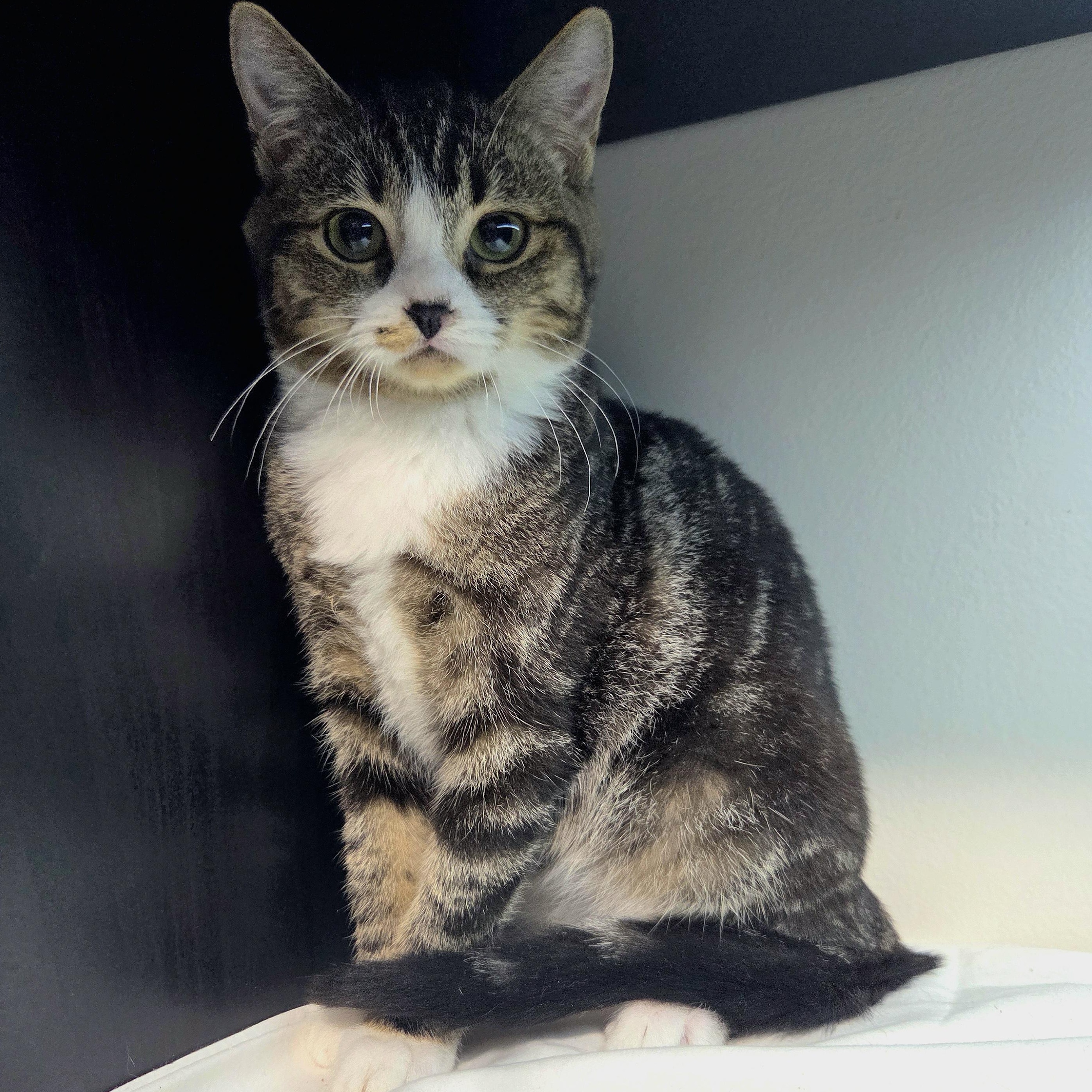 Pre-Adoption: Jolt, Adoptable, Young Female Domestic Short Hair.