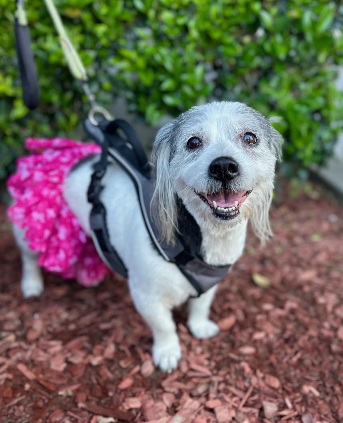 Penny