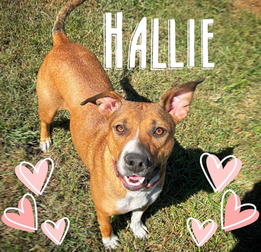 Enlarge Hallie , a Adoptable mixed breed in Dallas, GA image 1/1