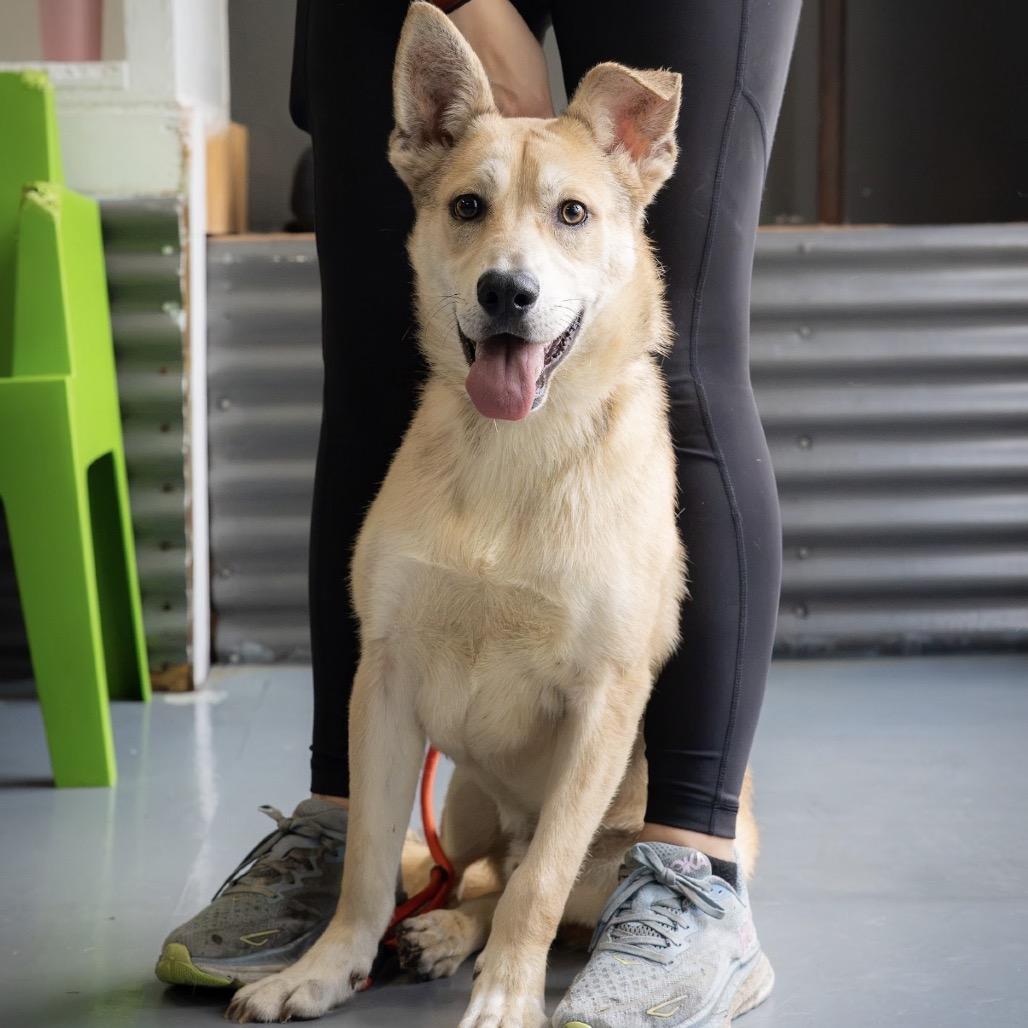 Narwhal, Adoptable, Young Male Husky & Mixed Breed.