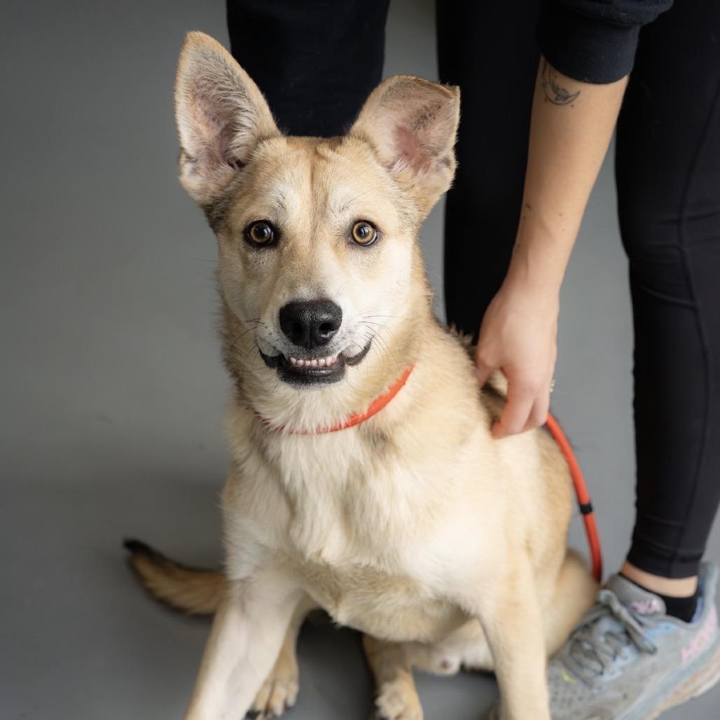 Enlarge Narwhal, a Adoptable mixed breed in Tacoma, WA image 2/6