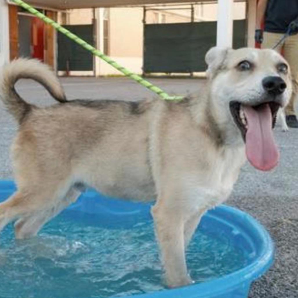 Enlarge Narwhal, a Adoptable mixed breed in Tacoma, WA image 3/6
