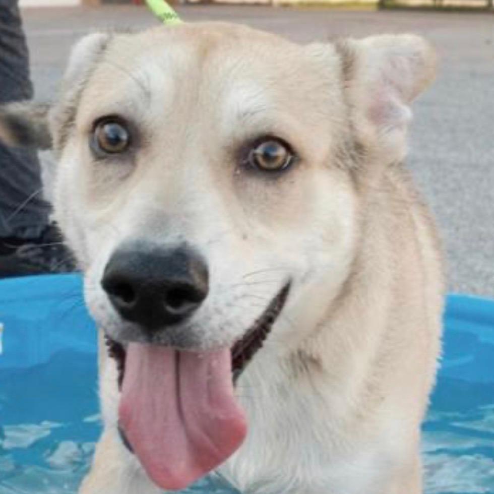 Enlarge Narwhal, a Adoptable mixed breed in Tacoma, WA image 4/6