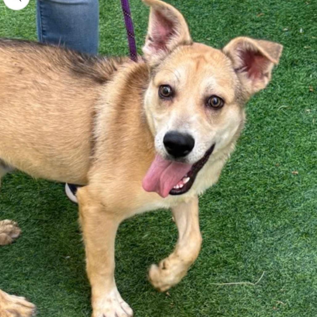 Enlarge Narwhal, a Adoptable mixed breed in Tacoma, WA image 5/6