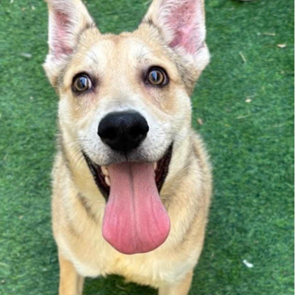 Enlarge Narwhal, a Adoptable mixed breed in Tacoma, WA image 6/6