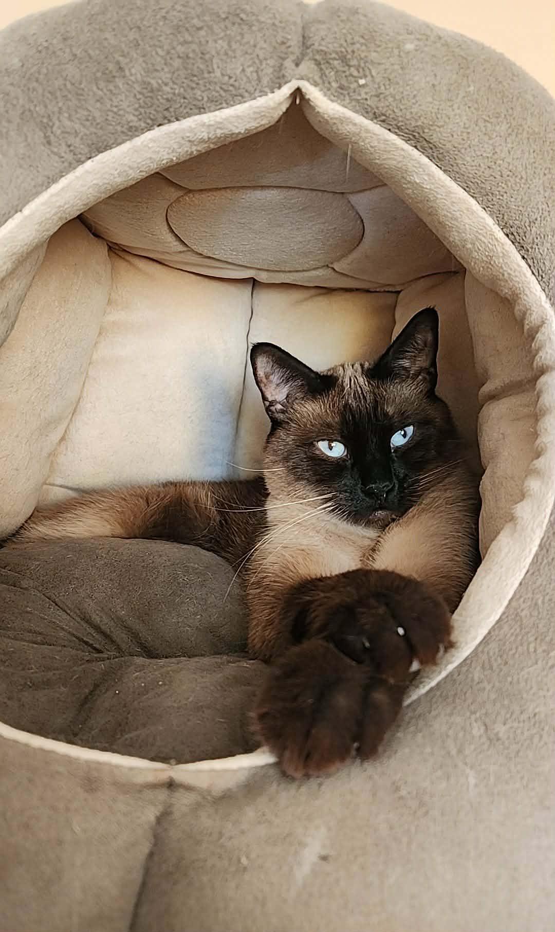 Keanu - bonded with Ai, Adoptable, Adult Male Siamese & American Shorthair.