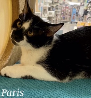 Paris, a Adoptable mixed breed in Owasso, OK image 1/6