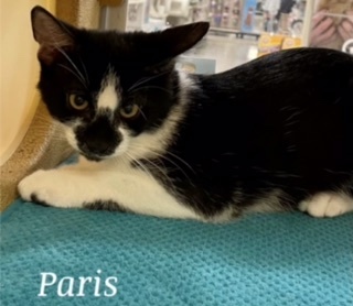 Paris, a Adoptable mixed breed in Owasso, OK image 2/6