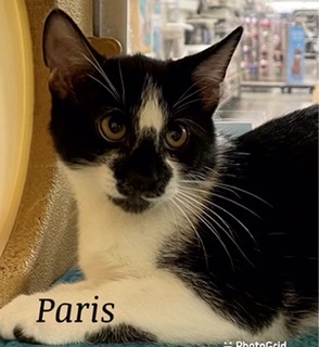 Paris, a Adoptable mixed breed in Owasso, OK image 3/6