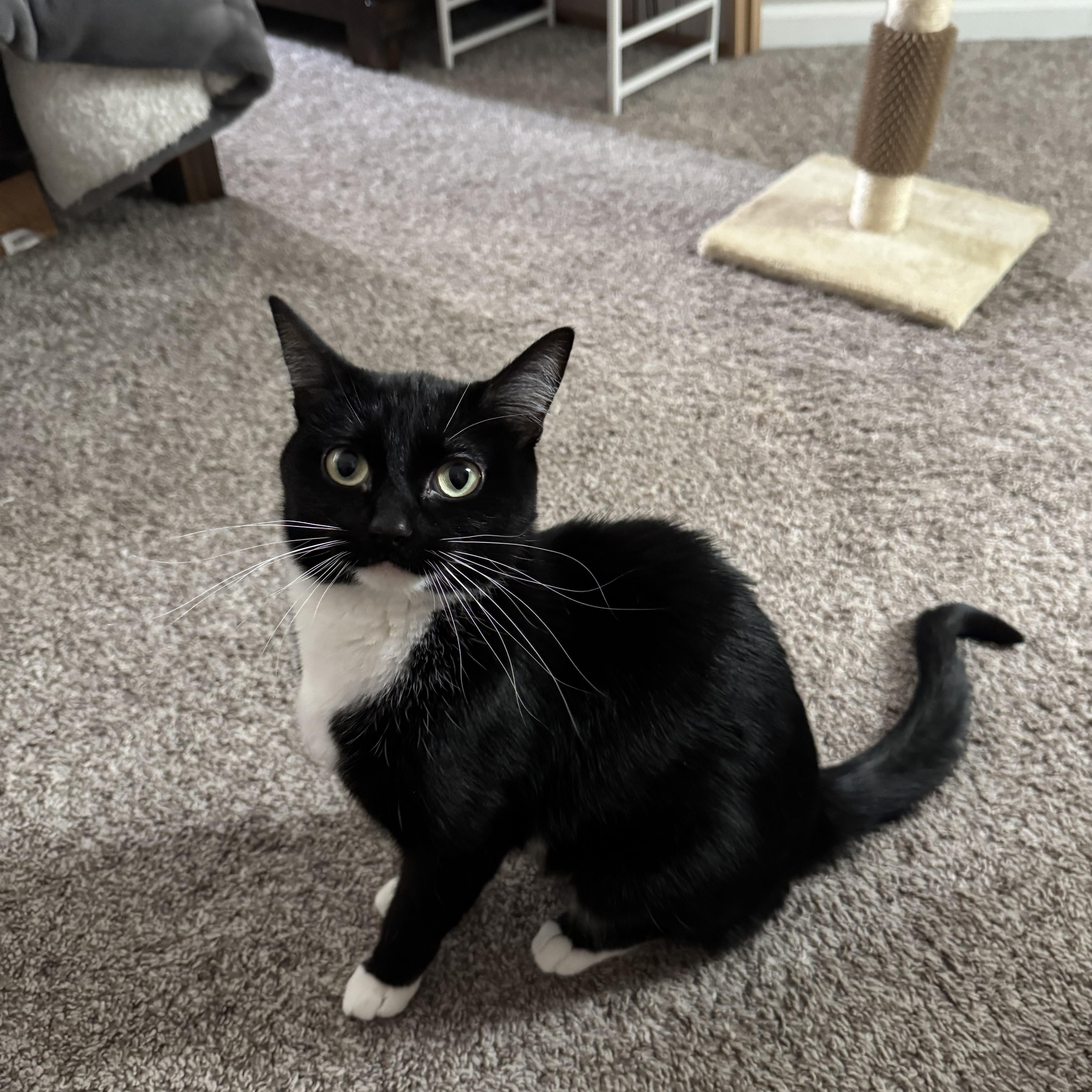 Blossom , ADOPTABLE, Adult Female Domestic Short Hair.