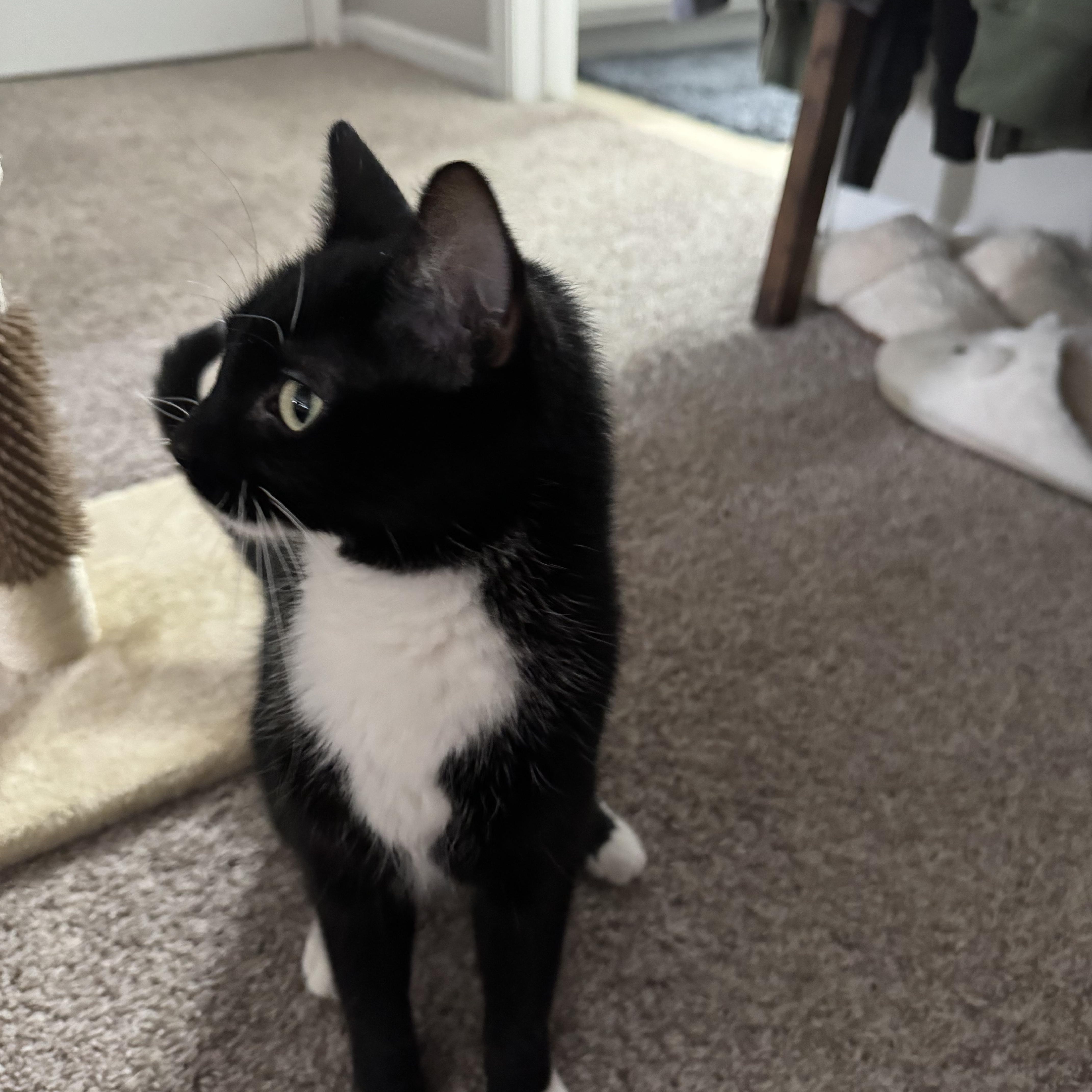 Enlarge Blossom , a ADOPTABLE Domestic Short Hair in Joliet, IL image 4/4